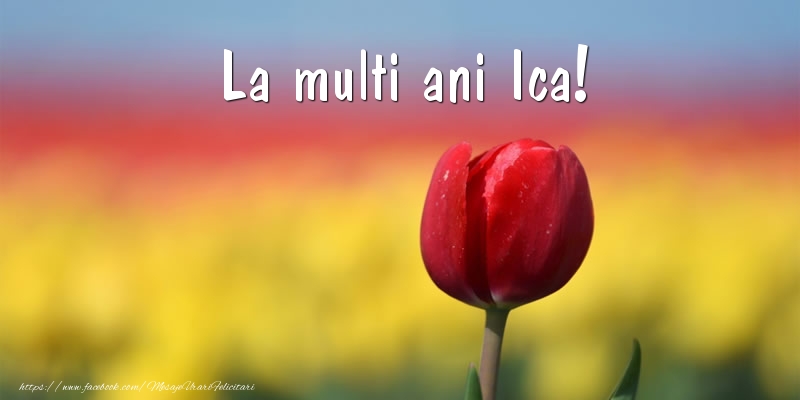 La multi ani Ica! - Felicitari de La Multi Ani cu lalele